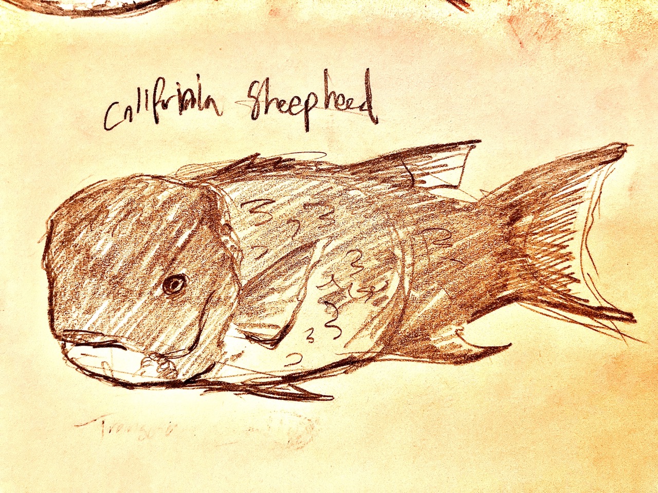 the california sheephead- a very rectangular fish with a swollen forehead.