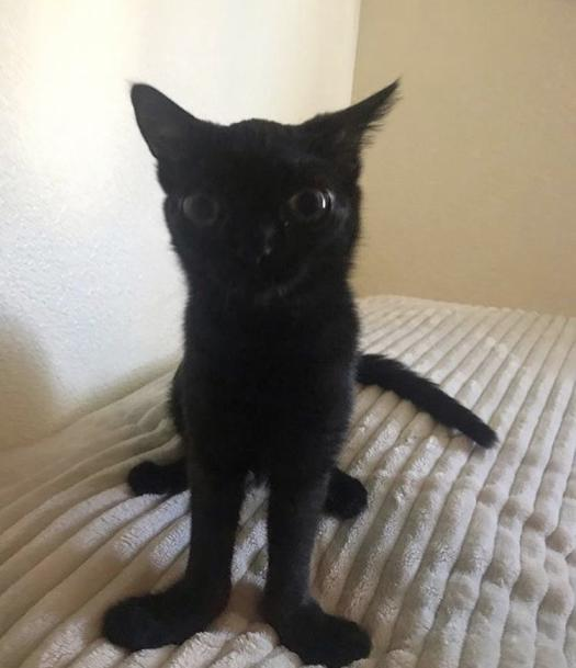The cat BigFootJinx stands atop a bed staring at you.