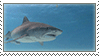 a gif stamp of a swimming shark