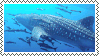 a gif stamp of a whale shark underwater