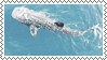 a gif stamp of a whale shark from above