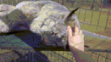 petting a lynx