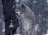 lynx in snow