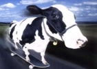 it's a cow skating