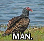 An image of a turkey vulture standing by a body of water. It says 'man' in all caps