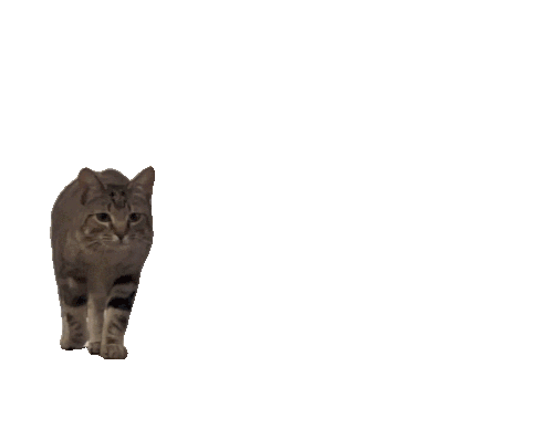 kity.gif