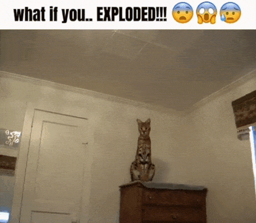 A GIF OF A SERVAL (A BIG CAT) JUMPING AT THE CAMERA ACCOMPANIED BY A GREEN SCREEN EXPLOSION EFFECT. IT'S CAPTIONED 'WHAT IF YOU... EXPLODED!'.