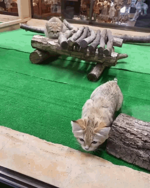 A GIF OF ONE SAND CAT JUMPING ONTO ANOTHER AND 'HUGGING' IT.