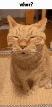 A GIF OF AN ORANGE CAT BLINKING SLOWLY CAPTIONED 'WHAR'.