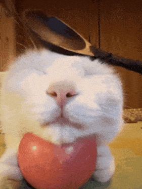 A GIF OF A HAPPY WHITE CAT HOLDING AN APPLE BEING PET BY A BLACK LADLE.