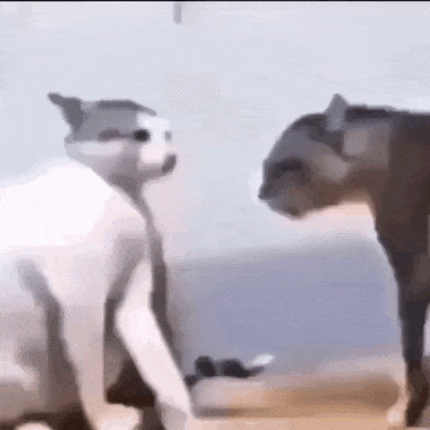 A GIF OF TWO CATS SLAP FIGHTING.
