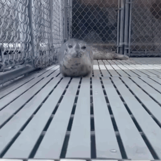 A GIF OF A SEAL APPROACHING THE CAMERA.