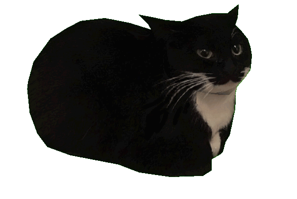 A GIF OF MAXWELL THE CAT SPINNING IN A CIRCLE. MAXWELL IS A BLACK CAT WITH TUXEDO MARKINGS.