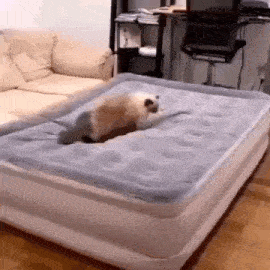 A GIF OF A CAT SITTING ON AN AIR MATTRESS AND SLOWLY DEFLATING IT WITH ITS WEIGHT.