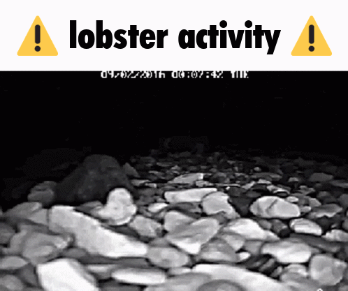 A GIF OF A LOBSTER CAUGHT ON A DEEP SEA CAMERA CAPTIONED 'LOBSTER ACTIVITY'.