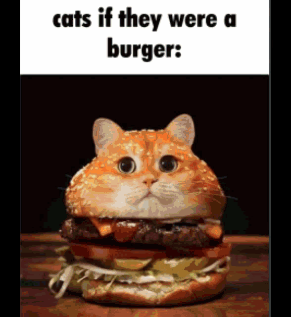A GIF OF A CAT AS A BURGER CAPTIONED 'CATS IF THEY WERE A BURGER'. SEVERAL OBNOXIOUS PLANE CRASH, CAR CRASH AND EXPLOSION GREEN SCREEN SFX ARE PLASTERED ACROSS THE GIF.