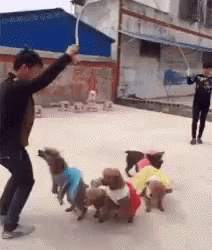 A GIF OF 5 DOGS WEARING FUNNY OUTFITS JUMP ROPING IN SYNC.