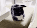 A GIF OF UNICOUNIUNI STARING AT THE CAMERA. UNI IS A BLACK CAT WITH WHITE TUXEDO MARKINGS.