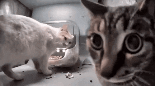 A GIF OF TWO CATS. ONE IS EATING IN THE BACKGROUND WHILE THE OTHER IS CLOSE TO THE CAMERA AND AWKWARDLY LOOKING BACK AND FORTH.