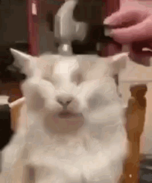A GIF OF A WHITE-ISH BROWN CAT GETTING BONKED ON THE HEAD WITH A PLASTIC TOY HAMMER.