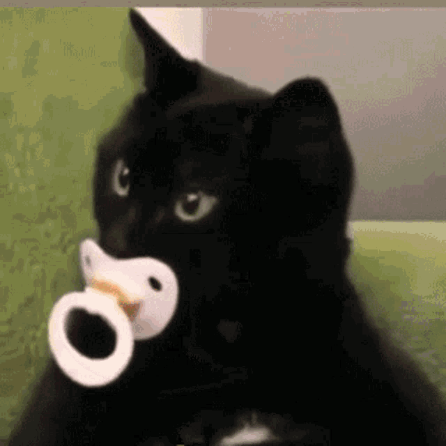 A GIF OF A CAT WITH A BINKY.