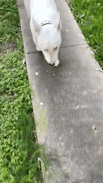 A SPED UP GIF OF A DOG FOLLOWING SOMEONE AROUND.