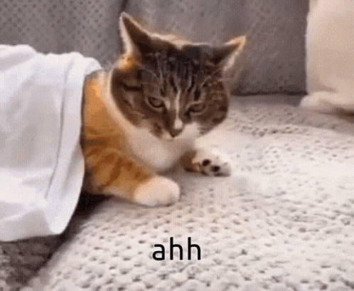 A GIF OF A CAT GETTING DRAGGED AWAY CAPTIONED 'AAHHH'.