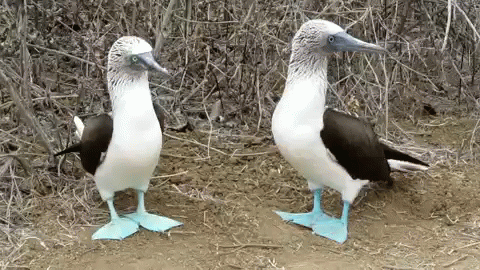 A GIF OF TWO BLUE FOOTED BOOBIES, A TYPE OF BIRD THAT LIVES IN THE GALAPAGOS.