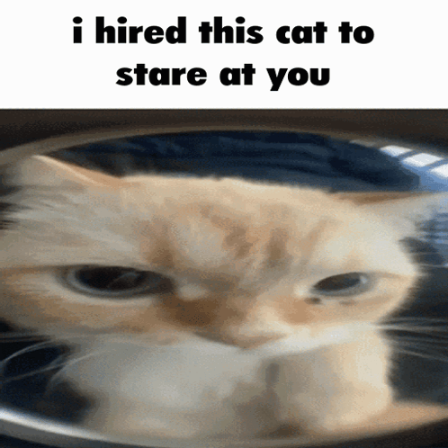 A GIF OF A SILLY CAT LOOKING AT THE CAMERA CAPTIONED 'I HAVE HIRED THIS CAT TO STARE AT YOU'.