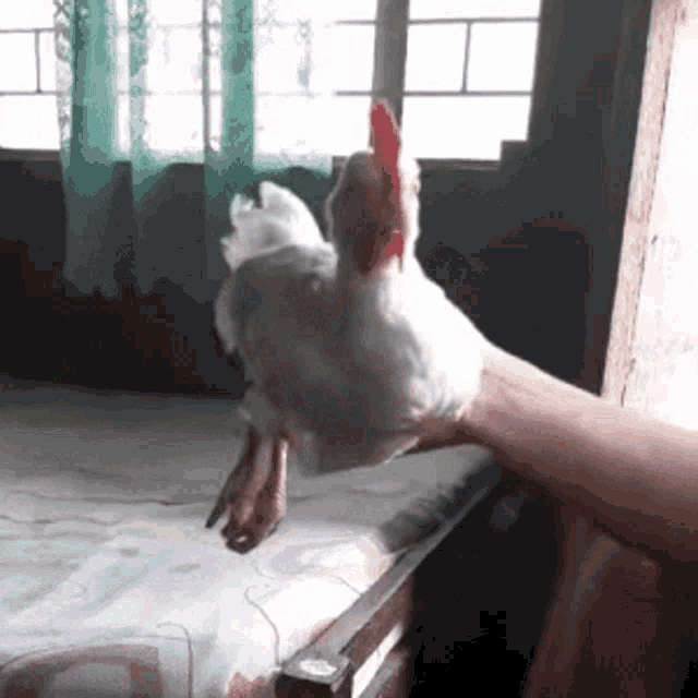 A GIF OF A CHICKEN BEING MOVED AROUND IN THE AIR WHILE ITS HEAD STAYS IN PLACE.