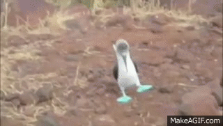 A GIF OF A BLUE FOOTED BOOBY (TYPE OF BIRD) STEPPING VERY CAREFULLY AND SLOWLY.