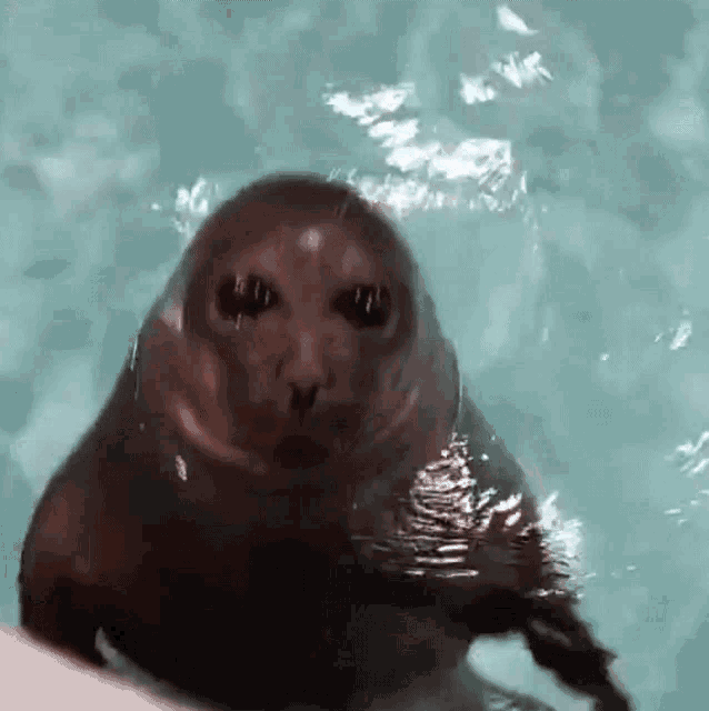 A GIF OF A SEAL OPENING IT'S MOUTH. COULD BE INTERPRETED AS YELLING.