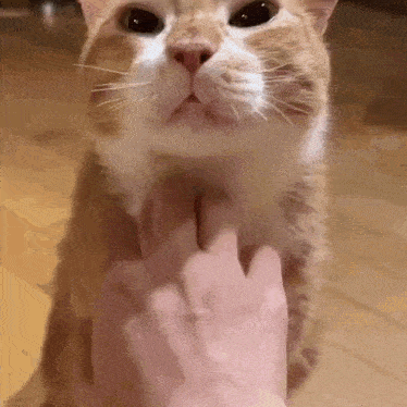 A SPED-UP GIF OF DOUDOU, AN ORANGE CAT, BEING SCRATCHED ON THE BELLY-NECK AREA. SHE QUICKLY GROWS TIRED AND BATS THE HAND AWAY.