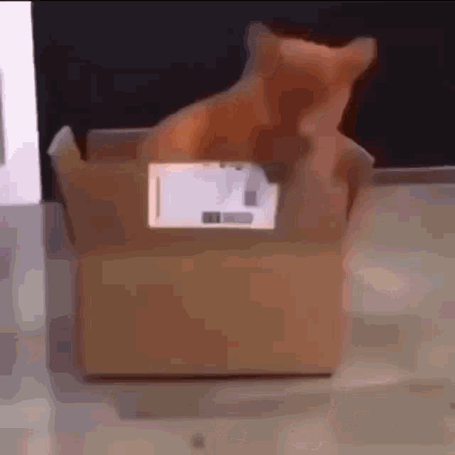 A GIF OF AN ORANGE CAT GRADUALLY TAKING BITES OUT OF A CARDBOARD BOX AND SPITTING THEM ON THE GROUND.