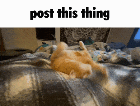 A GIF OF MY ORANGE CAT BINGUS ACTING CRAZY ON THE BED AND BITING AT HANDS.