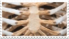 a stamp of a closeup of the sternum