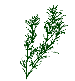 seaweed.gif
