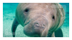 manatee-from-dante.png