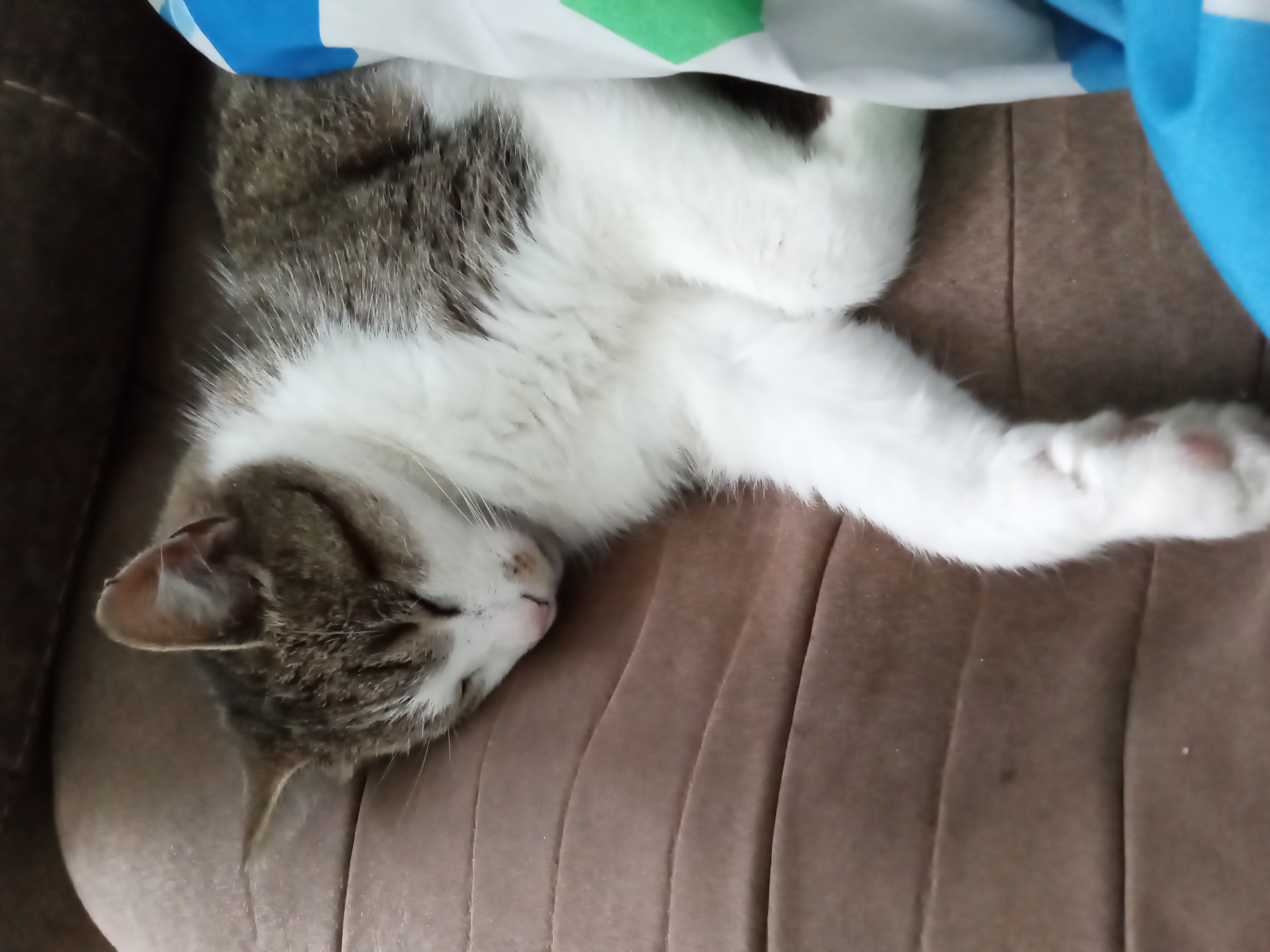 gray and white cat asleep and sprawled out while tucked under a blanket