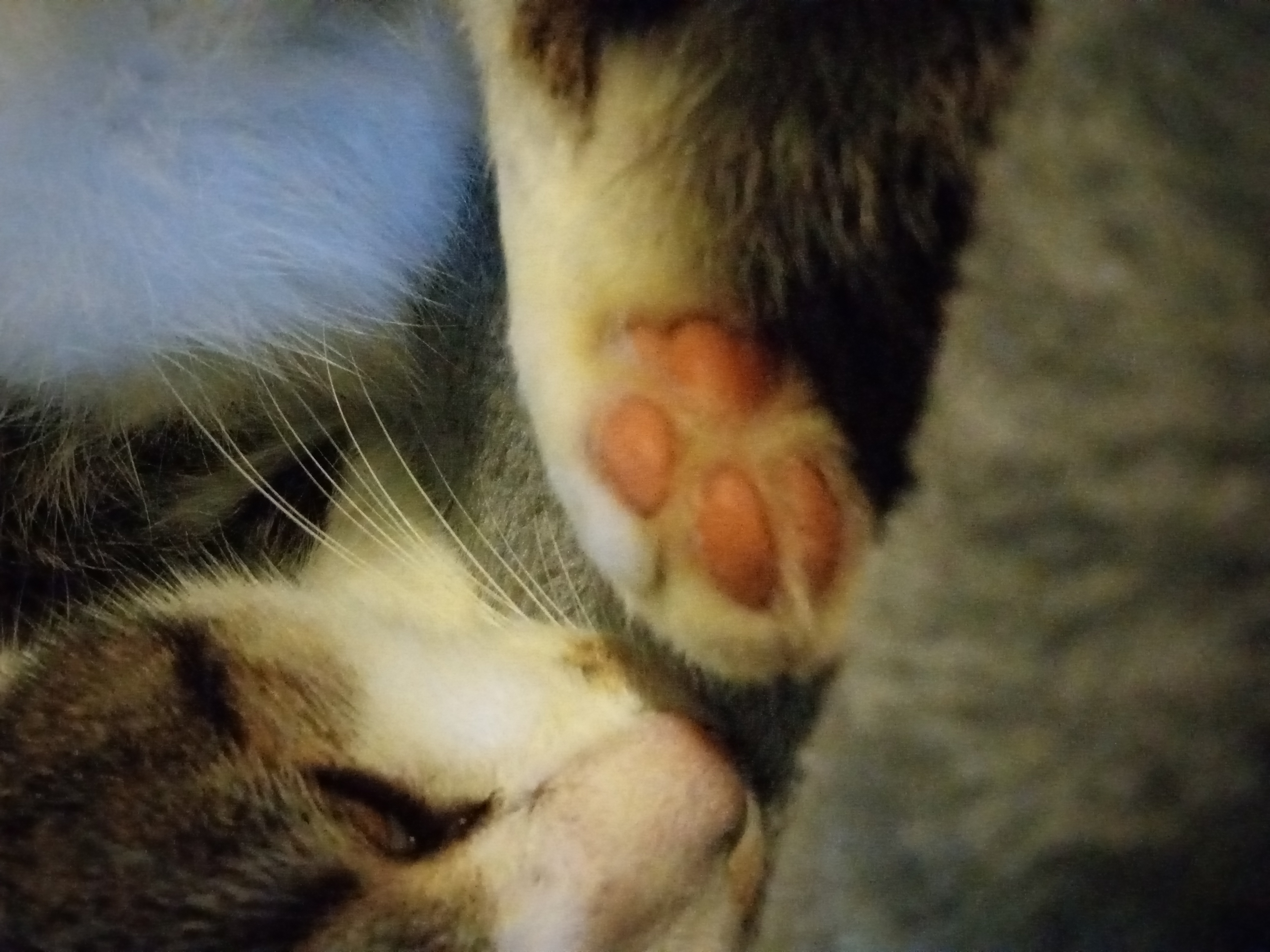 gray and white cat's foot with pink toe beans