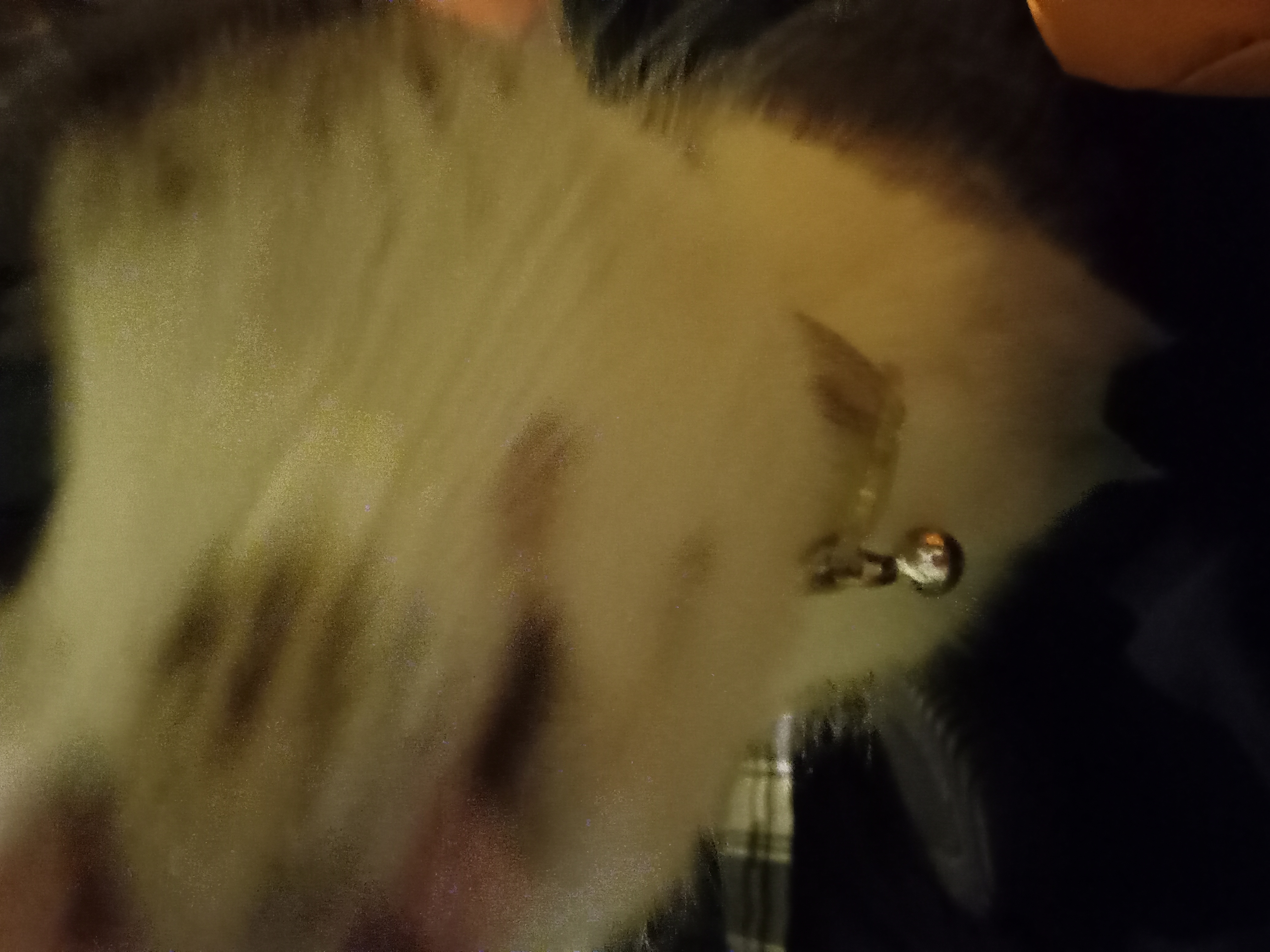 gray and white cat motion blurred and close to the camera while sniffing it