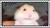 hamster