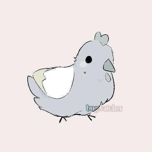 sitting light gray chicken