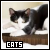 Cats Fanlisting button