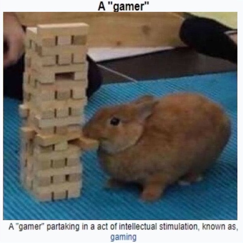 (Bunny) A Gamer partaking in a act of intellectual stimulation, known as, gaming