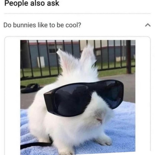 Do bunnies like to be cool?