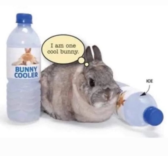 (Bunny) I am one cool bunny