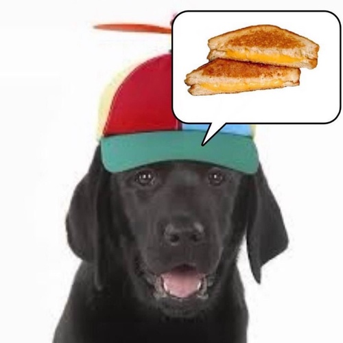 Dog thinking about grilled cheese