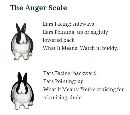 (Bunnies) The Anger Scale Ears Facing: sideways Ears Pointing: up or slightly lowered back What It Means: Watch it, buddy. Ears Facing: backward Ears Pointing: Up What It Means: You're cruising for a bruising, dude