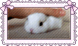 Bunny 2